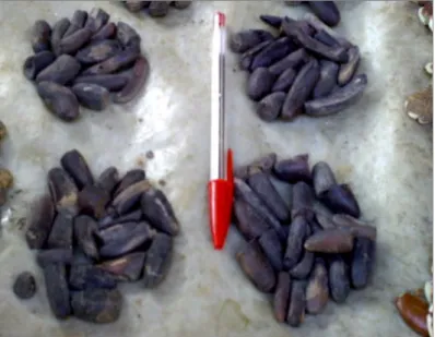 Figure 2 : Beilschmiedia mannii (Meisn.) Benth. et Hook.f. (Lauraceae) : Graines séchées    La  connaissance  des  aliments  locaux  et  leur 