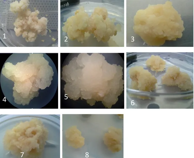 Figure 2 : Cals obtenus à partir des embryons excisés dans le milieu M3 de différentes variétés de  mandariniers : 1,2:  Nadorcott, 3,4 : Murcott  5,6 : Temple ,  7,8 : Ortanique 