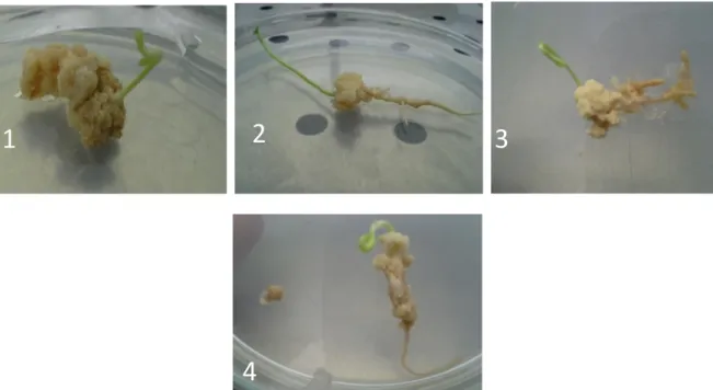 Figure 3 : Organogénèse des embryons excisés dans le milieu M2 de différentes variétés de mandariniers (1:Nadorcott,  2 : Murcott, 3:Temple, 4 : Lee) 