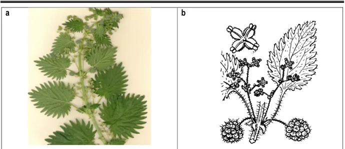 Figure 3 : a : U. piluliferae ; b : U. pilulifera (rameau florifère avec inflorescence mâle et femelle)