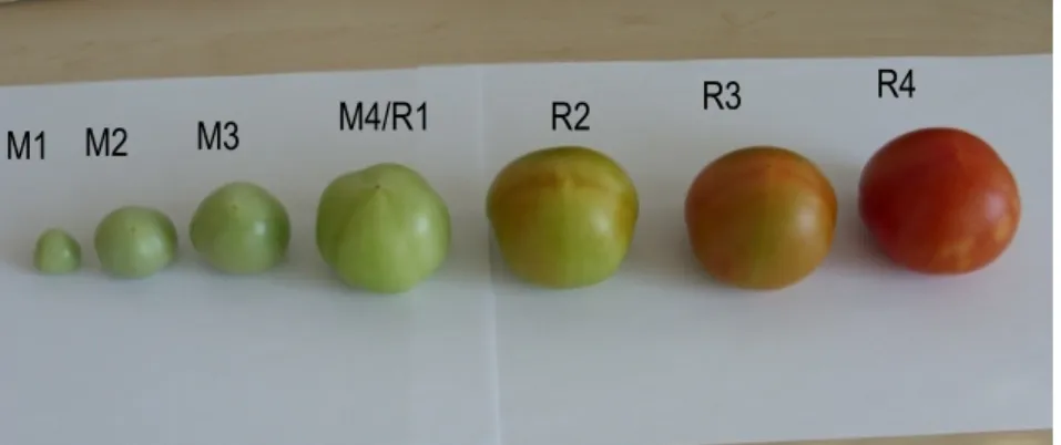 Figure  2:  Spatiotemporal  changes  in  the  levels  of  caffeic-acid-hexose  in  the  epicarp,  mesocarp  and  endocarp  of  tomato fruits at different maturation (M) and ripening (R) stages