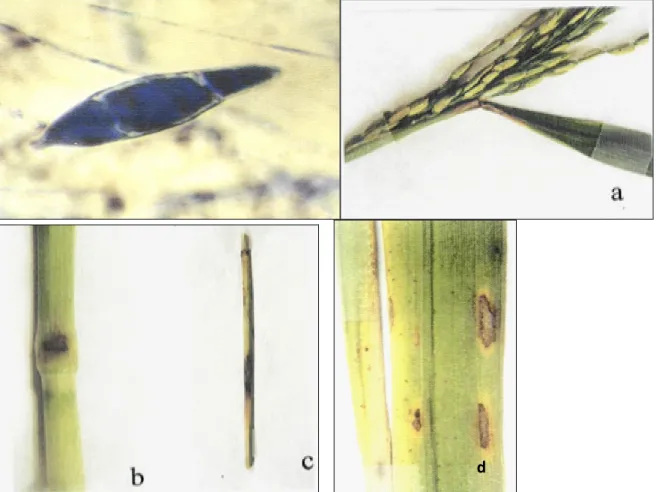 Figure 1 : Symptômes développes sur la gaine (a), nœud (b), tige (c) et feuille (d) , des plantes de riz inoculees  par Magnaporthe grisea (Benkirane,2001) 