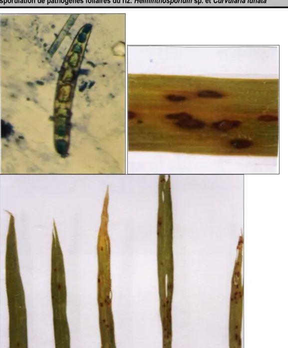 Figure 2: Symptômes foliaires développés sur les feuilles des plantes  de riz inoculées par Helminthosporium  oryzae (Ouazzani Touhami, 2001)