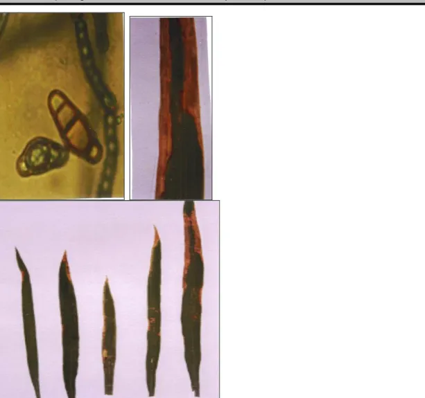 Figure 3: Symptômes foliaires développés sur les feuilles des plantes  de riz inoculées par curvularia lunata (Ouazzani  Touhami, 2001) 