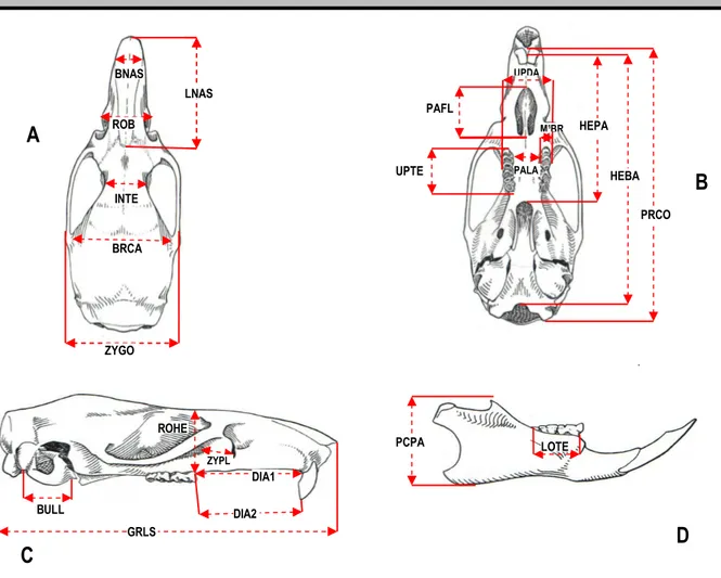 Figure 3:  Localization of the 23-craniodental  measurements  recorded in  this study