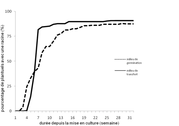 Figure 5 : Évolution du taux d’émission des racines des embryons germés de cocotier en fonction du temps  DISCUSSION 