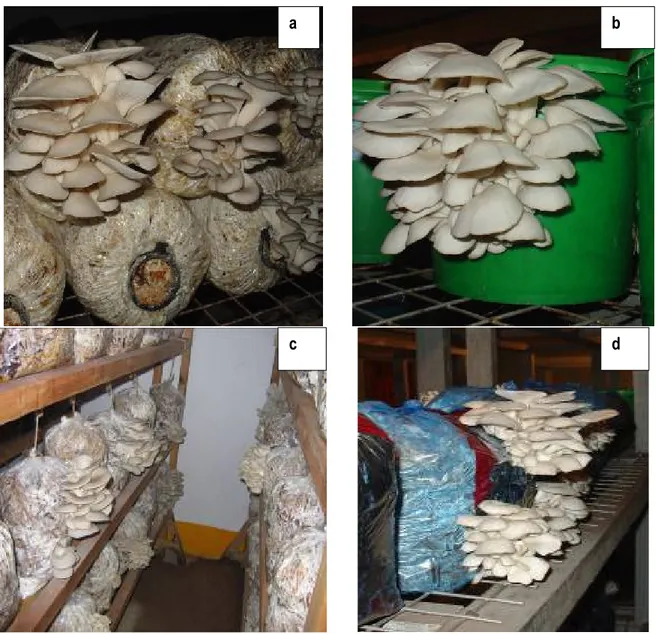 Figure 1: Production of P. ostreatus in various substrate containers (a) Clear bags - vipete in Kiswahili, (b) Re- Re-usable substrate containers- visado in Kiswahili, (c) Hanging clear plastic bags and (d) coloured plastic bags as  substrate containers - 