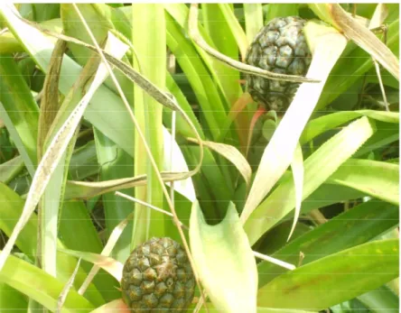 Figure 6 : Fruits d’ananas mal formés (sans couronne) provenant de plants d’ananas atteints par le Dominator 360  SL (Do3) lors de la pulvérisation du produit 