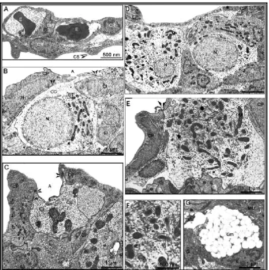 Figure 4: ultrastructure des ionocytes de S. m. heudelotii adapté en eau douce (ED).  