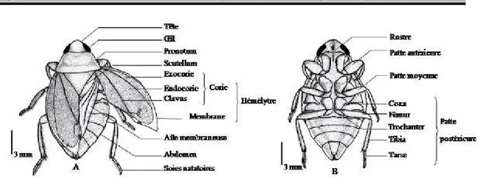 Figure 5: Morphologie d’un Ilyocoris cimicoïdes adulte. A = vue dorsale, B = vue ventrale  Abondance  des  stades  de  développement  