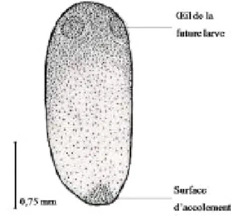 Figure 2 : Morphologie de l’œuf d’Ilyocoris cimicoïdes  Stades larvaires :     Les larves sont brunes verdâtres