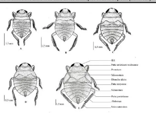 Figure 4 : Morphologie des différents stades larvaires d’Ilyocoris cimicoïdes en vue dorsale 