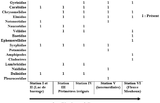 Figure 4 : Répartition spatiale de macroinvertébrés non communes aux stations situés sur l’effluent du lac de  barrage jusqu’au fleuve Mouhoun 