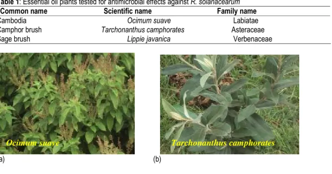 Table 1: Essential oil plants tested for antimicrobial effects against R. solanacearum  Common name                               Scientific name                                    Family name 