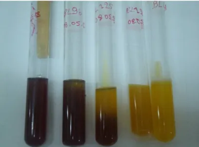 Table 2: Distribution of lactic acid bacteria (LAB) strains isolates according to the fermentative type 
