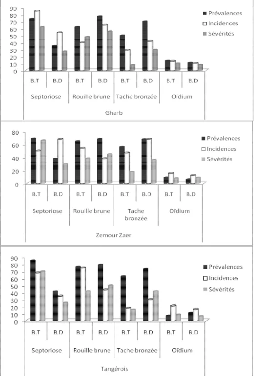 Fig. 5 : Prévalences, incidences et sévérités (%) des principales maladies cryptogamiques foliaires du blé dans trois  régions céréalières du Maroc lors de la campagne 2012-2013