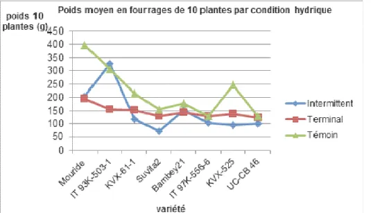 Figure 6 : Représentation du poids moyen en fourrages de dix plantes en fonction des génotypes et des conditions  hydriques