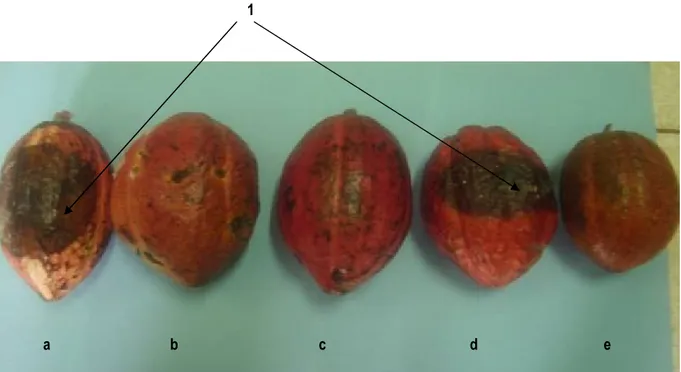 Fig 8 : Detached fruit bioassay seven days after inoculation with 3-4 10 5  zoospores of Mbal 212 using SNK10 variety 