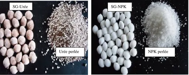 Figure 2 : Urée perlée et super granulée et engrais NPK perlé et super granulé 