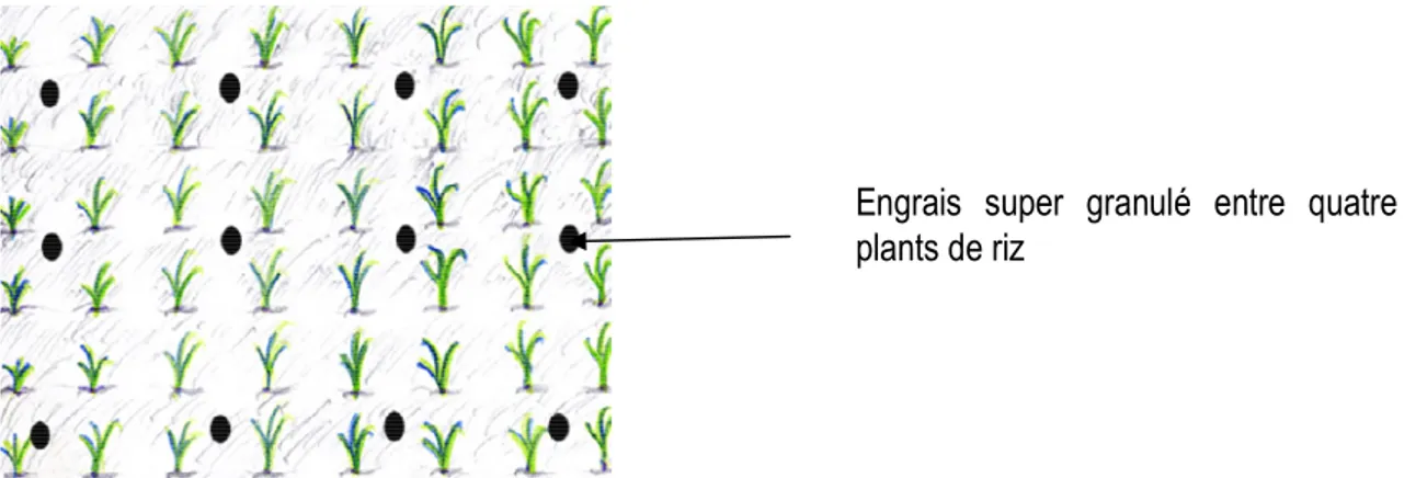 Figure  3 :  Schéma  montrant  le  placement  des  comprimés  d’engrais  super  granulés  entre  les  plants  de  riz