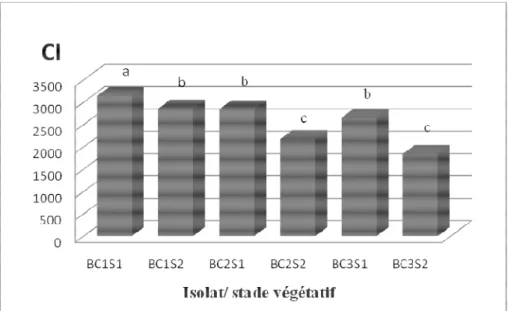 Figure 7 : Coefficient d´infection (CI) de la maladie causée par les isolats de Botrytis cinerea, BC1, BC2 et BC3,  sur  les  plantules  du  lot  S1  et  les  plantes  en  fleurs  du  lot  S2  de  Catharanthus  roseus  après  31  jours  de  l´inoculation