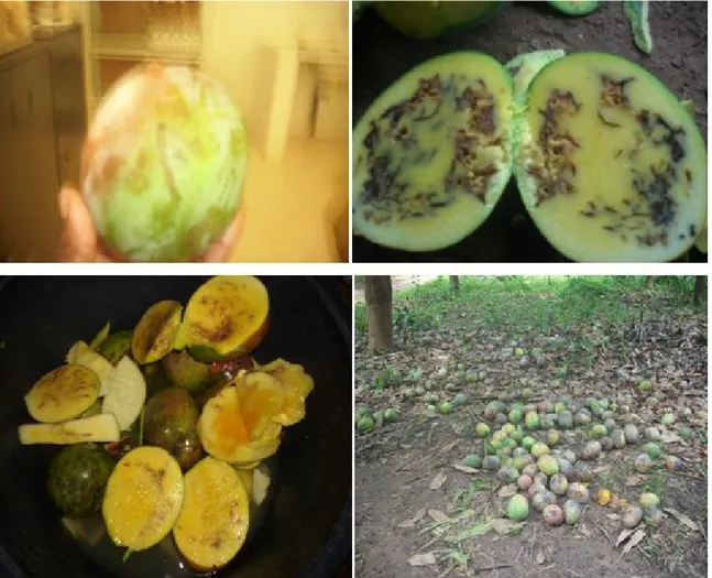 Figure 3: Les attaques des mouches de fruit sur la mangue (2012)