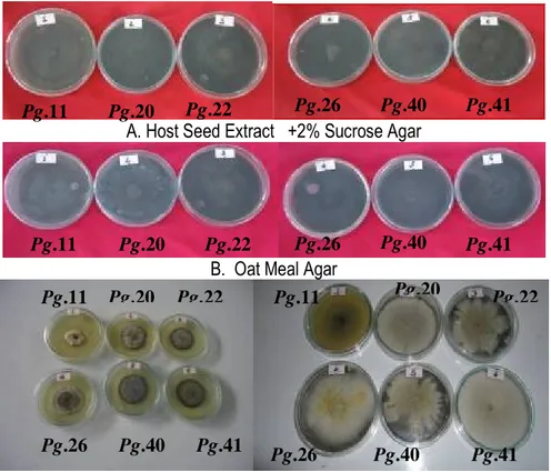 Figure 4: Effect of oat meal agar medium on the mycelial growth of Pg.41 isolate from neck specimen and Pg.40  from leaf specimens