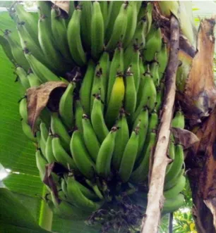 Figure  1:  Plant  and  fruit  appearance  of  French  plantain  cv.  &#34;Itoke Sege &#34; 