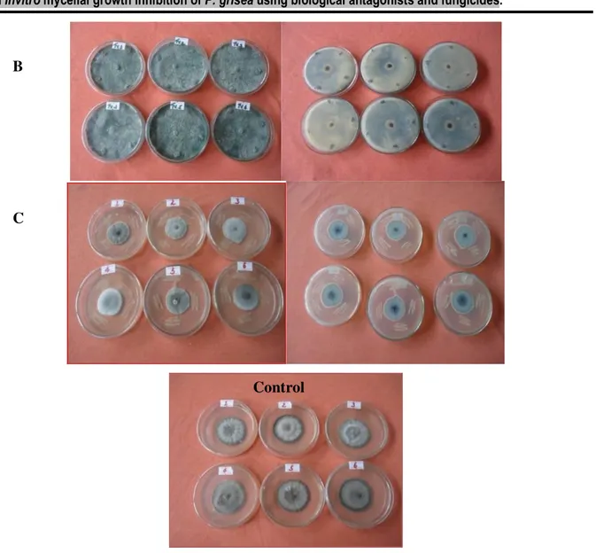 Figure 6: In vitro evaluation and testing of T. harzianum, T. viride and P. fluorescens against mycelial growth of   P.grisea isolates