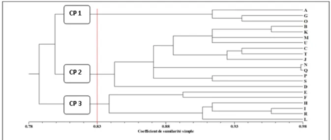Fig. 1 : Dendrogramme UPGMA construit sur la base des données morphologiques qualitatives et montrant les relations  et classes phénotypiques entre accessions d’igname D
