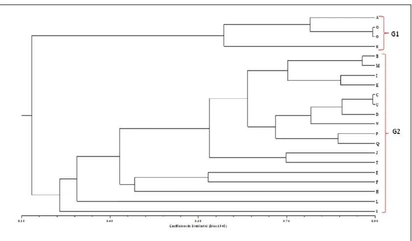 Figure 2 : Dendrogramme montrant les groupes génétiques identifiés dans la collection de D