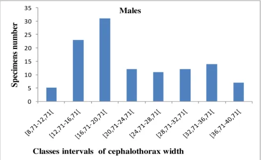 Fig. 3: Representation of males crabs following size class  Distribution  of  females  following  size  class:  For  females  (Fig