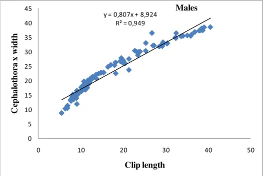 Fig. 5: Relationship between cephalothorax width and clip length of males  Relationship between cephalothorax width and clip 