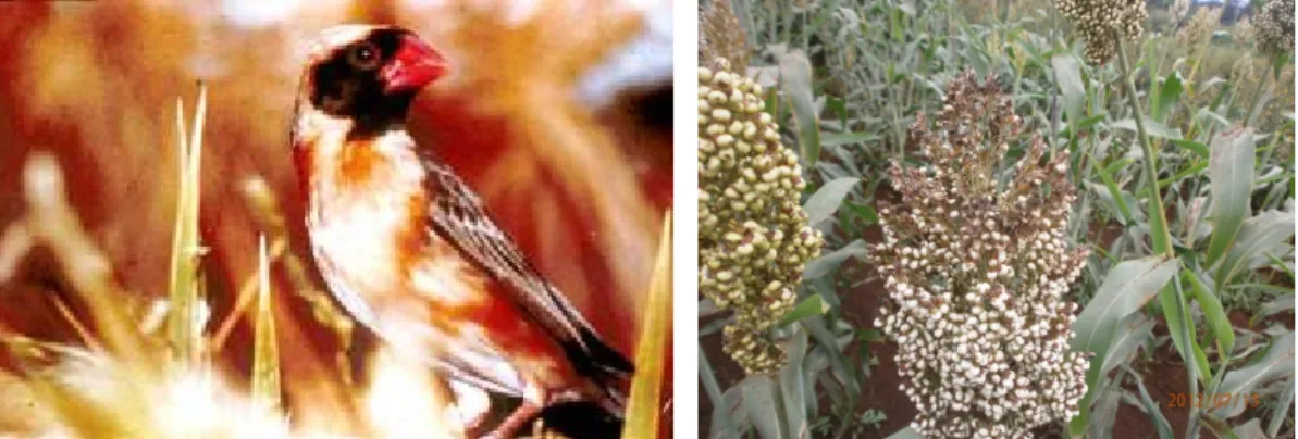 Figure 7: Red-beaked Quelea birds which feed on sorghum at the milking stage (left); Photo on the right shows  Gadam sorghum head whose grain has been destroyed by Quelea birds