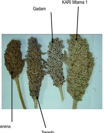 Figure 5: sorghum heads of the four most common sorghum varieties in Kenya, (photo source: KARI, 2006)