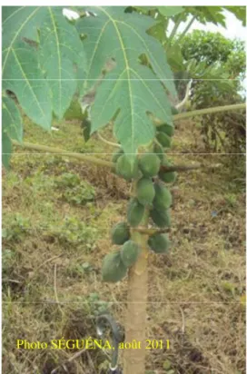 Figure 6 : Papayer, Carica papaya L. (Caricaceae), en fruits