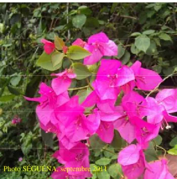 Figure 7 : Inflorescences de Bougainvillea glabra (Nyctagynaceae)  Plantes utilisées dans la pharmacopée africaine : 