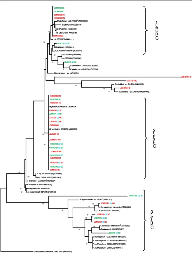Figure 2 : L’arbre phylogénique des souches de A. senegal obtenu par la méthode de maximum de vraisemblance