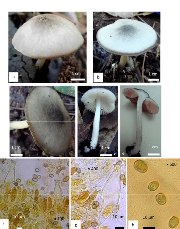 Figure 2 :  Pluteus salicinus (Pers) P. Kummel.– Basidiocarpe vouté à chapeau grisâtre et fibrilleux (a); bas idiome à chapeau  gris verdâtre,  mamelonné et plan (b);  chapeau gris souris, mamelon noirâtre et marge cannelée  (c);  lames blanches,  libres  