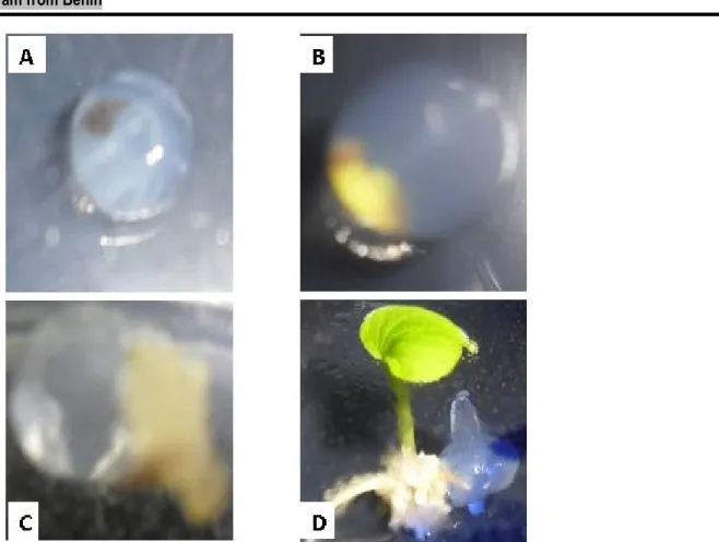 Figure 1: Reaction of encapsulated apices after sucrose (0.75M) treatment (from accession Da93G1)  A- Necrosis apex ; B- swelling apex ; C- Callus apex ; D- Regenerated apex 