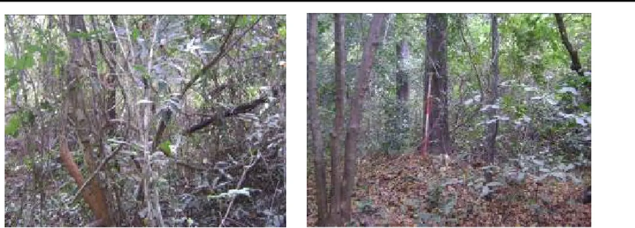 Figure 1 :  Spectres des types biologiques des forêts  denses sèches