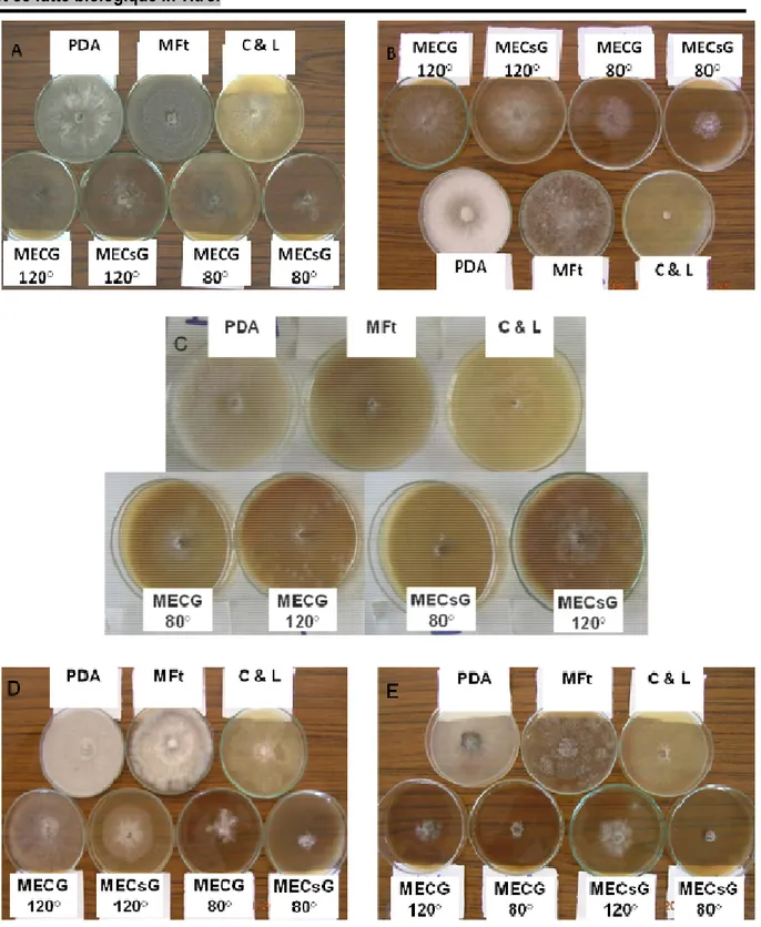 Figure 2 : Croissance mycélienne des différentes souches de B. cinerea, 6 jours après repiquage, dans les différents  milieux de culture