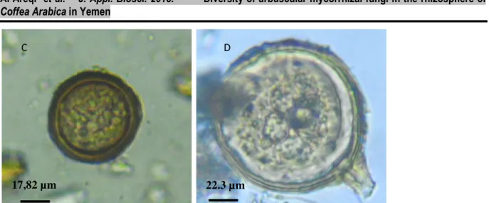 Fig. 2: AM fungi spores and structures inside the roots of the coffee seedling; (A): vesicule and hyphae of the AM  fungi; (B): Arbuscules; (C): Glomus etunicatum; (D): Glomus sp.