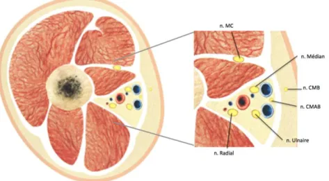 Figure 2  :  Répartition  des  branches  terminales  du  plexus  brachial  dans  la  fosse  axillaire,  autour  de  l’artère  axillaire