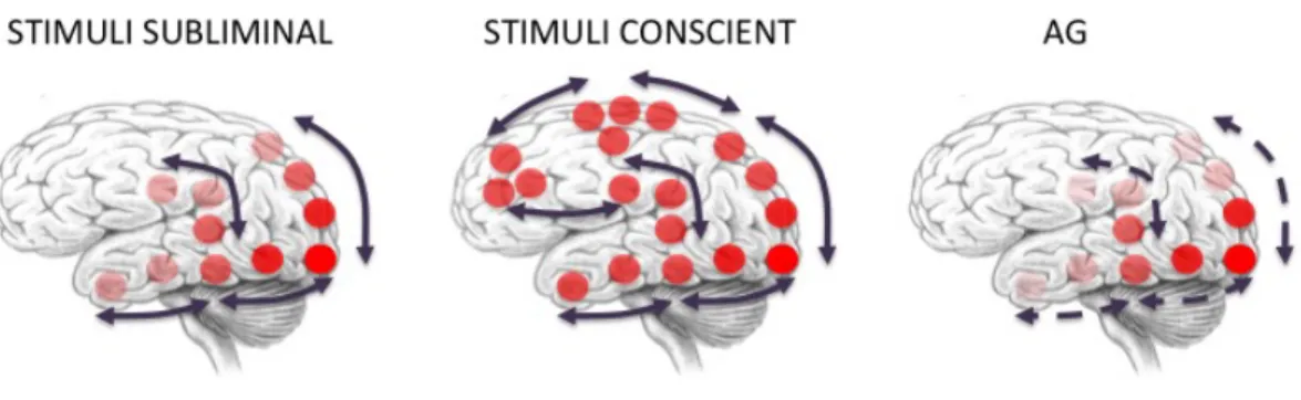 Figure  4 :  Del  Cul  et  al.  [65]  ont  montré  que  pour  un  stimulus  soit  conscient,  il  faut  qu’il  mette en jeu des aires corticales éloignées et que l’information puisse réverbérer pour pouvoir  rester assez longtemps dans le réseau afin que l