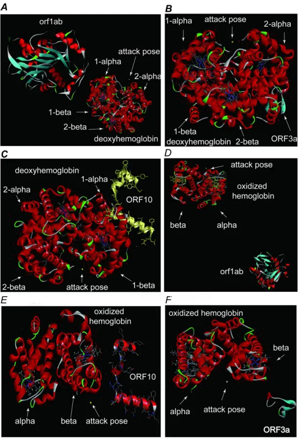 Figure 10. Viral non-structural protein attack hemoglobin. A. orf1ab attacks the deoxyhemoglobin