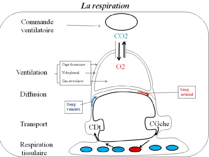 Figure 1 : Différentes étapes de la respiration 