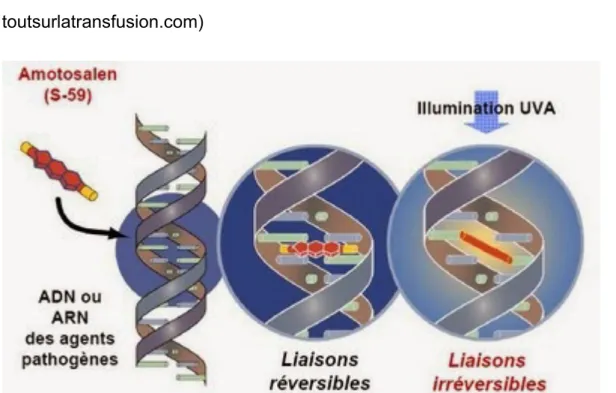 Figure  3  :  Principe  de  la  sécurisation  par  Amotosalen â (source  toutsurlatransfusion.com) 