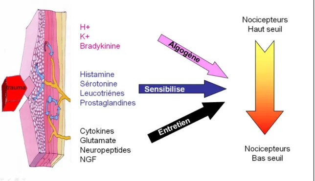 Figure 1 : sensibilisation périphérique 