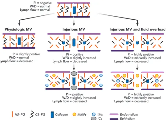 Fig. 1.  Alterations of the extracellular matrix in lungs during mechanical ventilation and fluid administration